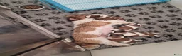 Shih Tzu honden te koop: Nestje met prachtige Shih Tzu pups  - Advertentie 13