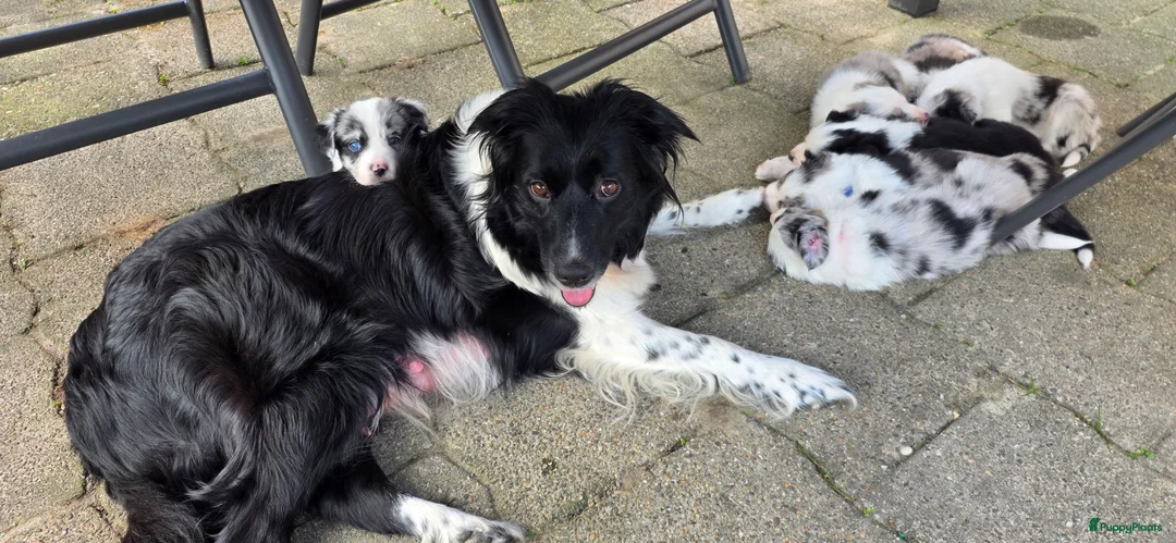 Border Collie honden te koop: 5 geweldige Border collie pups in Hoogeveen - Advertentie 2