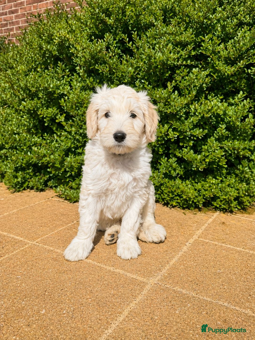 Kruising honden Labradoodle pups mogen naar hun nieuwe thuis - Advertentie 1