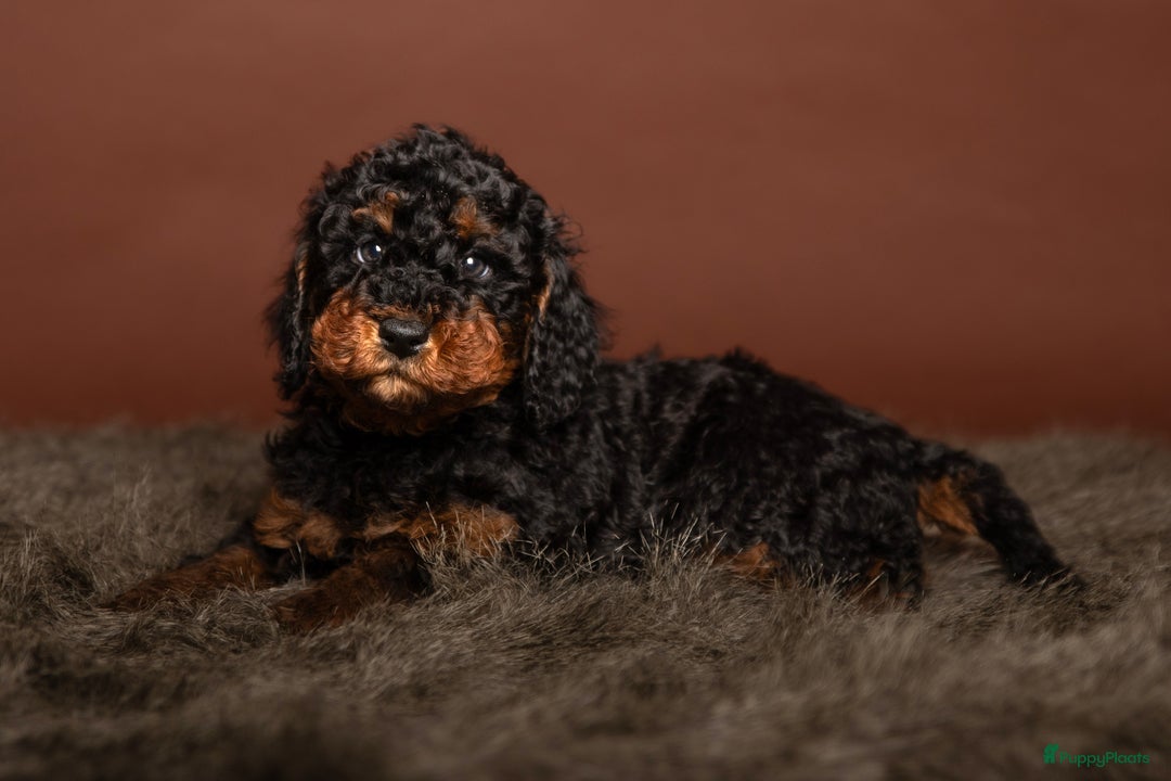 Dwergpoedel honden te koop: Dwerg (Toy) FCI stamboom, ouders volledig getest  - Advertentie 9