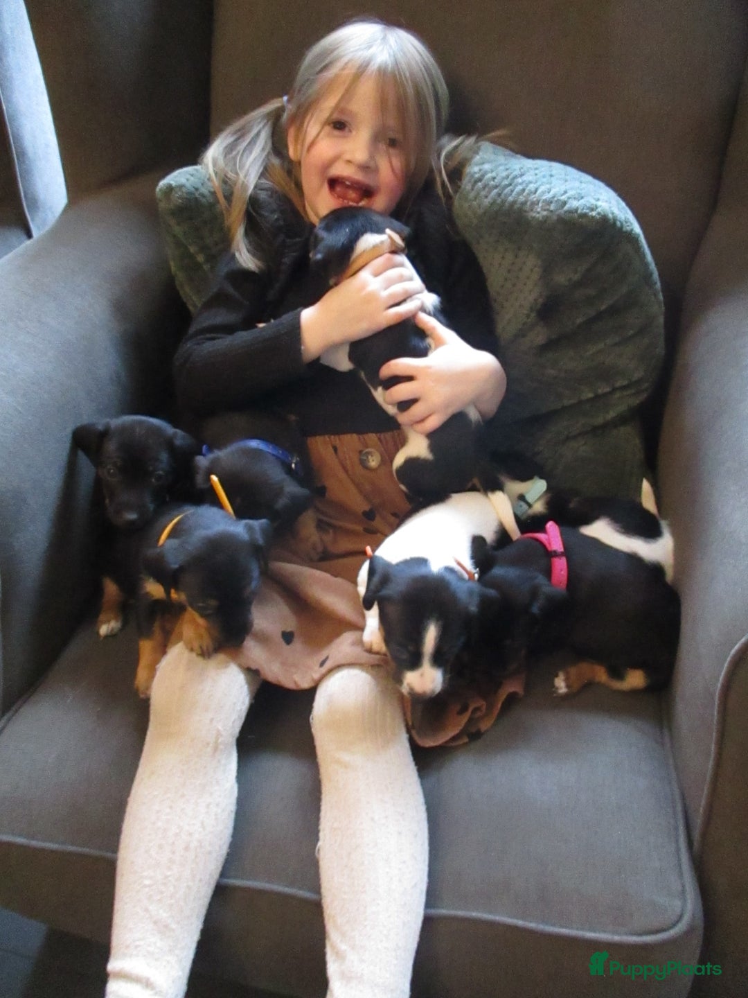 Jack Russel Terriër honden te koop: Jack  russel pups zoeken lief huis! nog 4 pups! - Advertentie 17