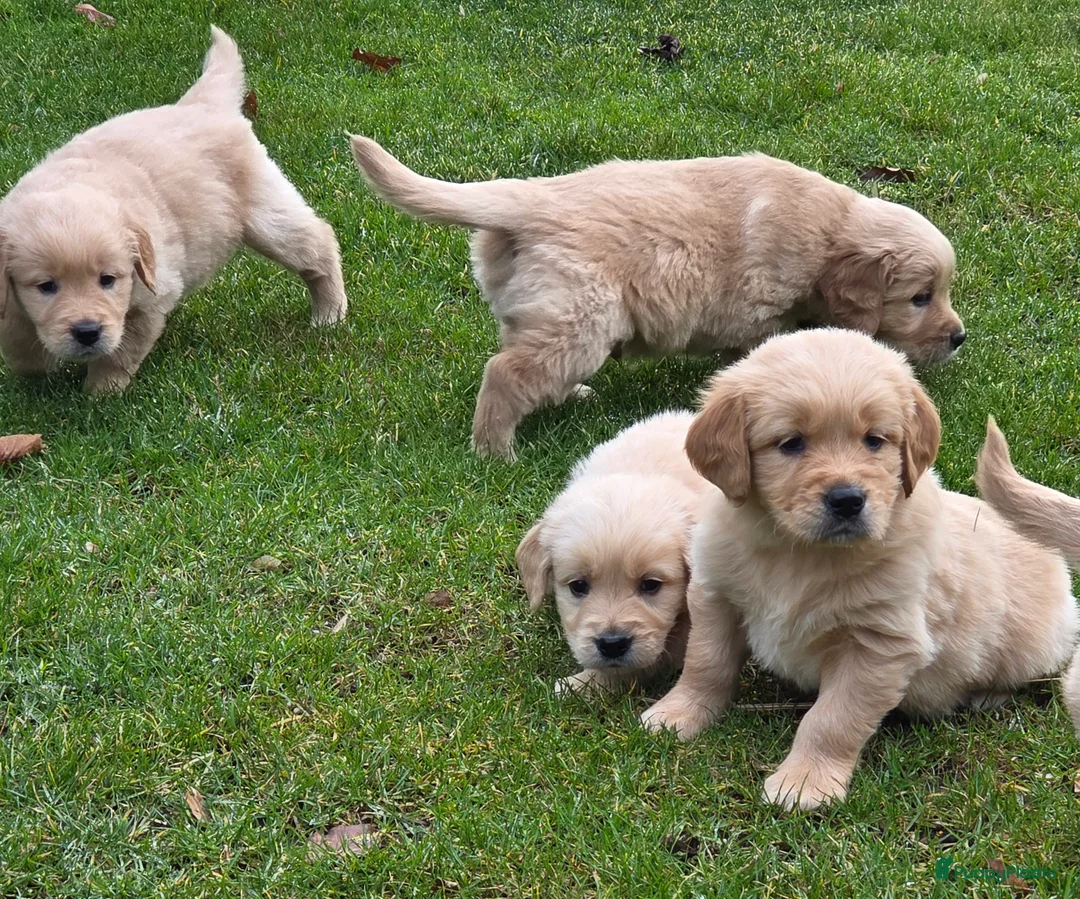 Golden Retriever honden te koop: Golden retriever pups - Advertentie 4