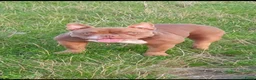 Amerikaanse Bully honden te koop: Tekoop zeer prachtige american bully micro teefjes - Advertentie 3