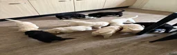 Goldador honden te koop: Golden retriever pups in Swifterbant - Advertentie 7