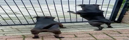 Patterdale Terrier honden te koop: raszuivere " rode " patterdale pups - Advertentie 2