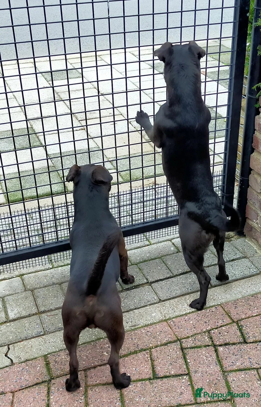Patterdale Terrier honden te koop: raszuivere " rode " patterdale pups - Advertentie 2