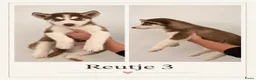 Siberische Husky honden te koop: Husky Pups - Advertentie 3