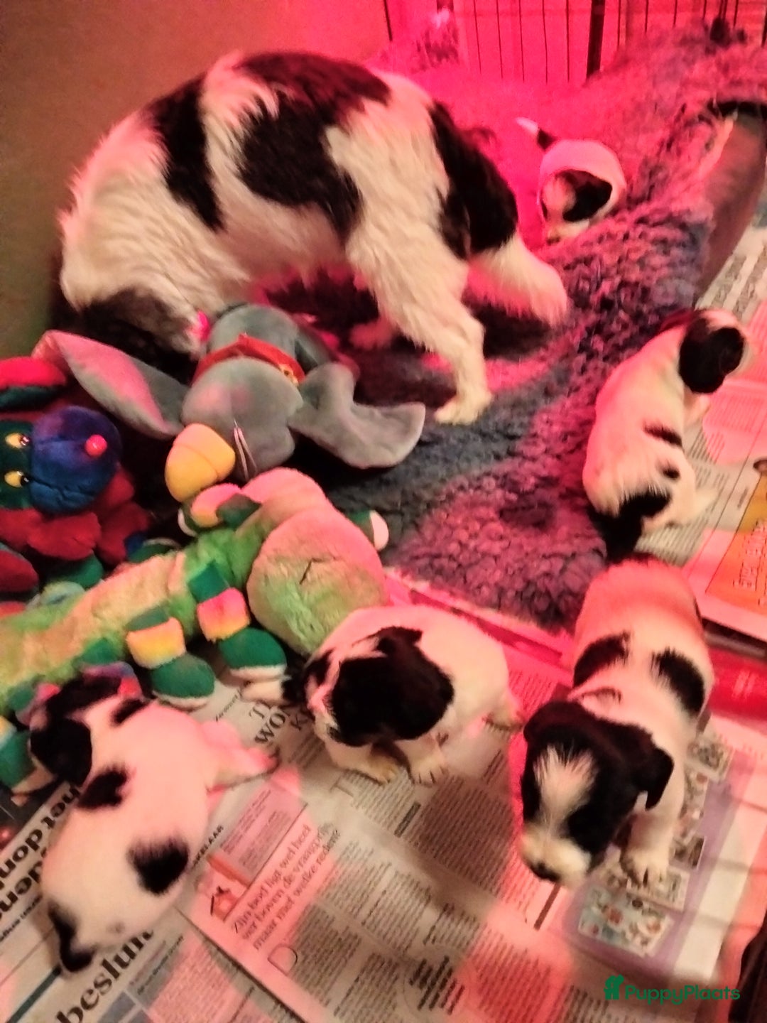 Jack Russel Terriër honden te koop: Jack Russell pups met stamboom - Advertentie 3