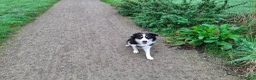Kruising honden te koop: Bordecolie australian shepherd  - Advertentie 6