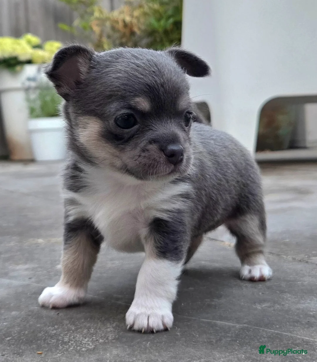 Chihuahua honden te koop: Prachtige blau grijze Chihuahua pup - Advertentie 2