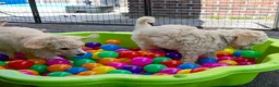 Labradoodle honden te koop: Poedel outcross pups | DNA-geteste ouderdieren - Advertentie 8