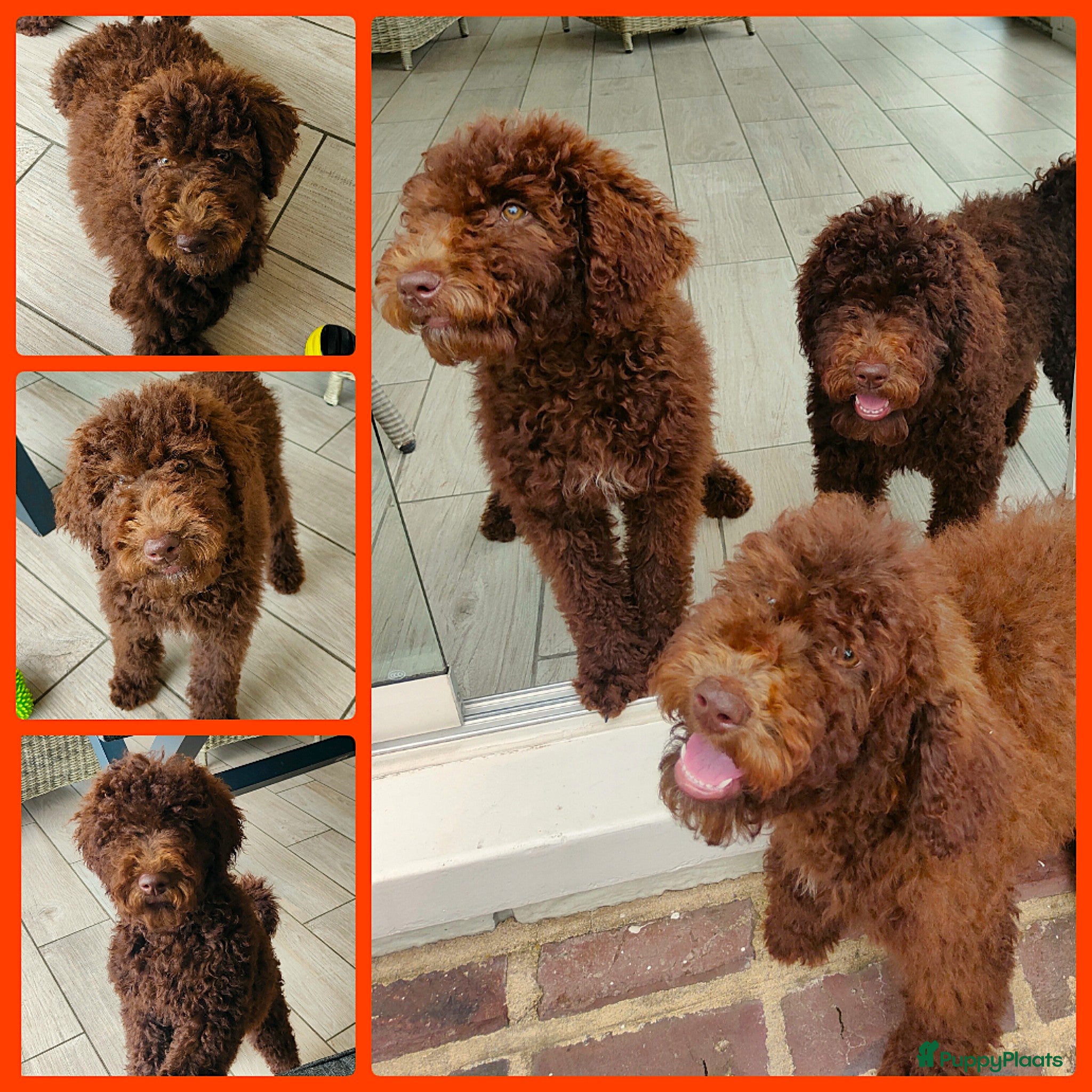 Labradoodle honden prachtige choco f4 multigen labradoodle pups - Advertentie 10