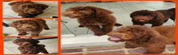 Labradoodle honden te koop: prachtige choco f4 multigen labradoodle pups - Advertentie 1