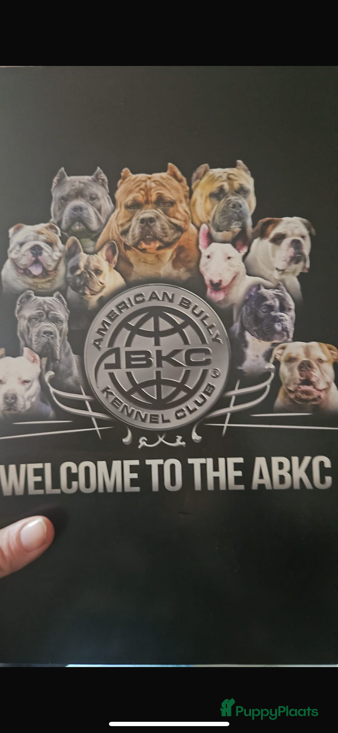 Amerikaanse Bully honden te koop: Aankondiging American Pocket Bully 🐾 - Advertentie 7