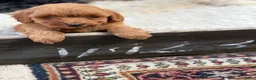Labradoodle honden te koop: Labradoodle  - Advertentie 3