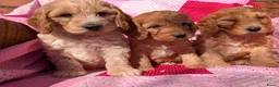 Cockapoo honden te koop: Cokcapoo pups.engelsecockerspaniel x dwerg poedel - Advertentie 5