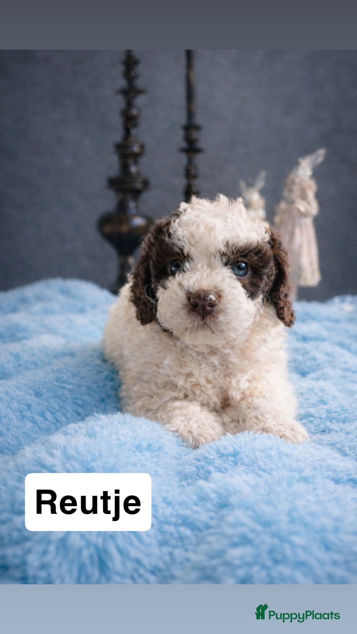 Maltipoo honden Maltipoo pups - Advertentie 3