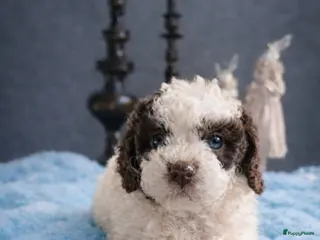 Maltipoo honden Maltipoo pups - Advertentie 3