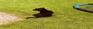 Duitse Herder 6