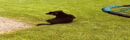 Duitse Herder honden te koop: Prachtige Duitse herder pups - Advertentie 14