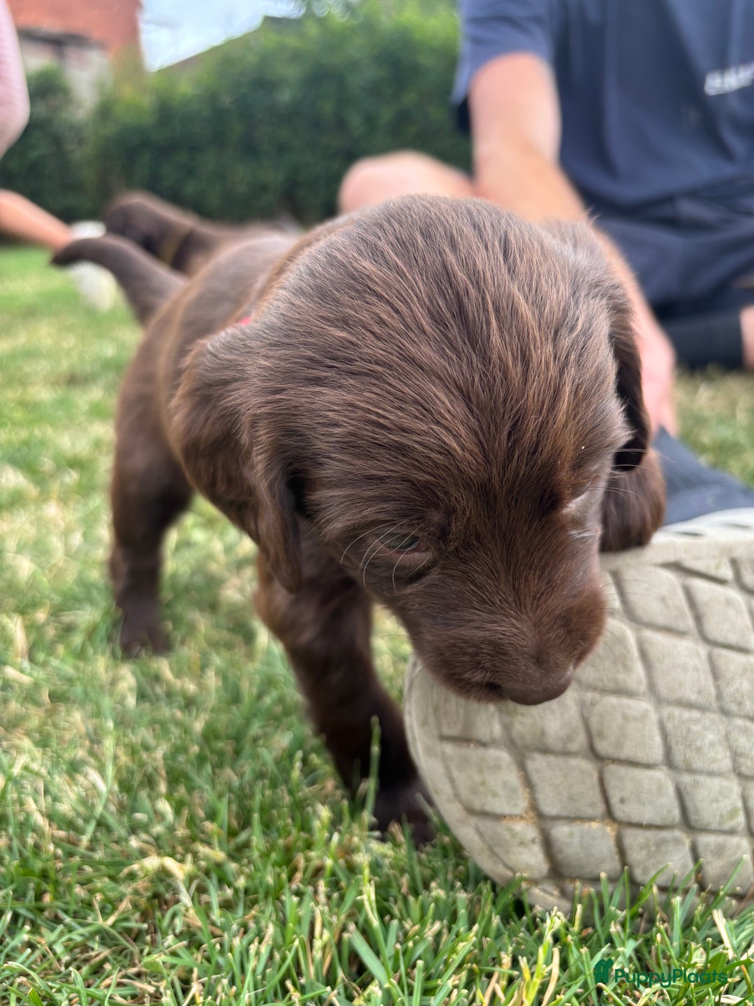 Duitse Staande Hond Langhaar honden te koop: Duitse staande langhaar pups  in Maastricht - Afbeelding 15