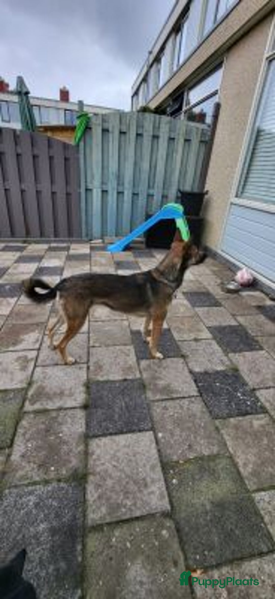 Kruising honden ter adoptie: wie geeft pinta een heel fijn mandje een vriendje  - Advertentie 2