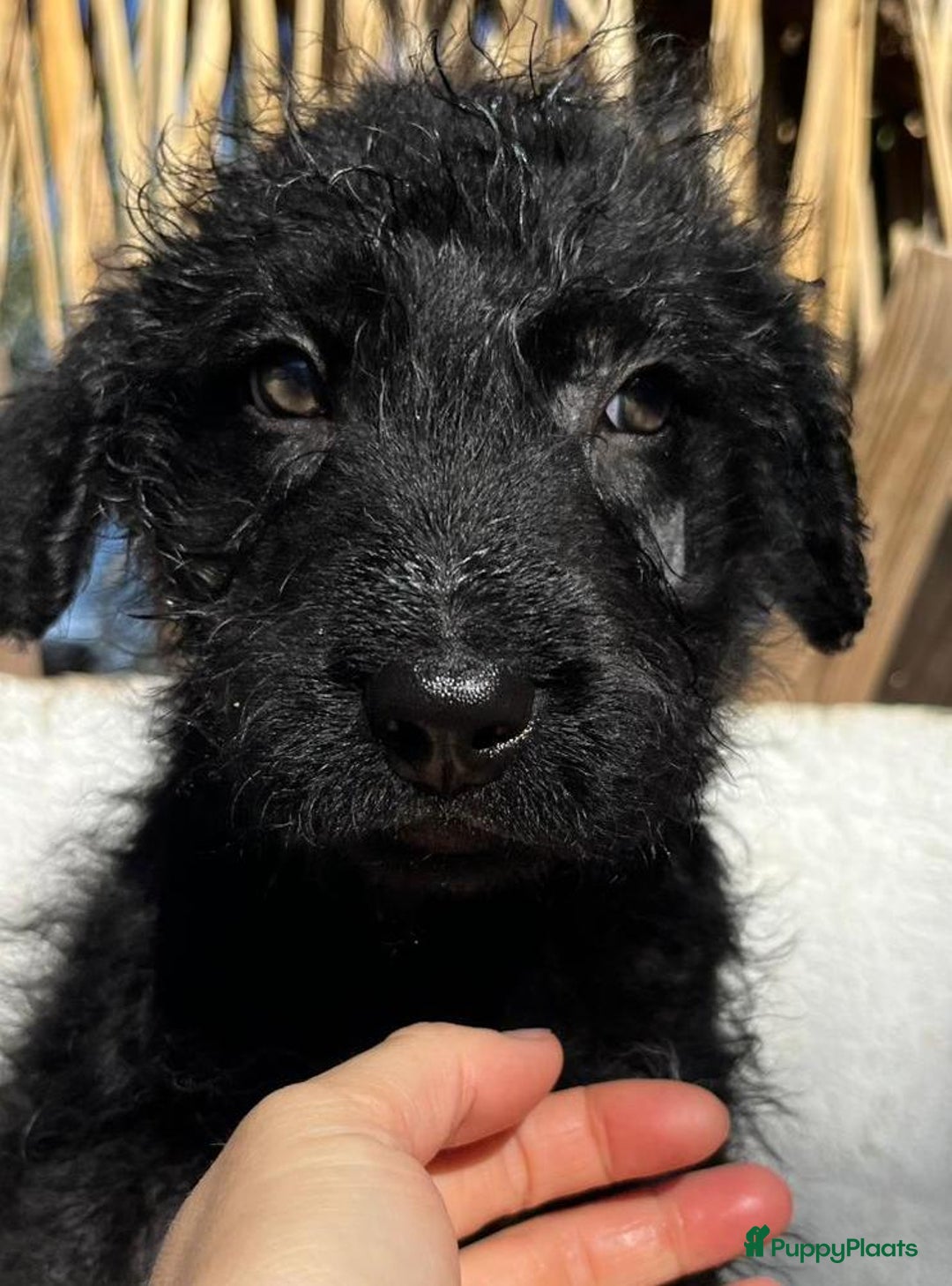 Kruising honden ter adoptie: gustaf  wat een leuk hondje echt een schatje  - Advertentie 3