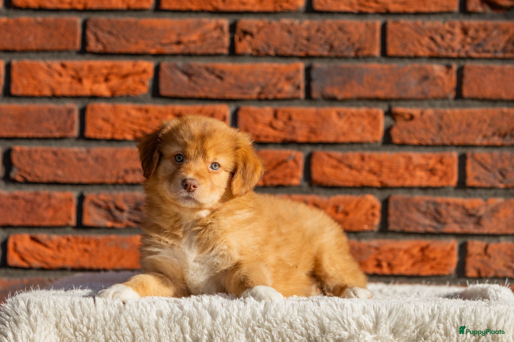 Kruising honden Super gesocialiseerde Toller x Austrlian shepherd  - Advertentie 1