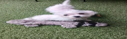 Boomer honden te koop: Laatste 2 prachtige boomer reutjesuit 1 malig nest - Advertentie 4