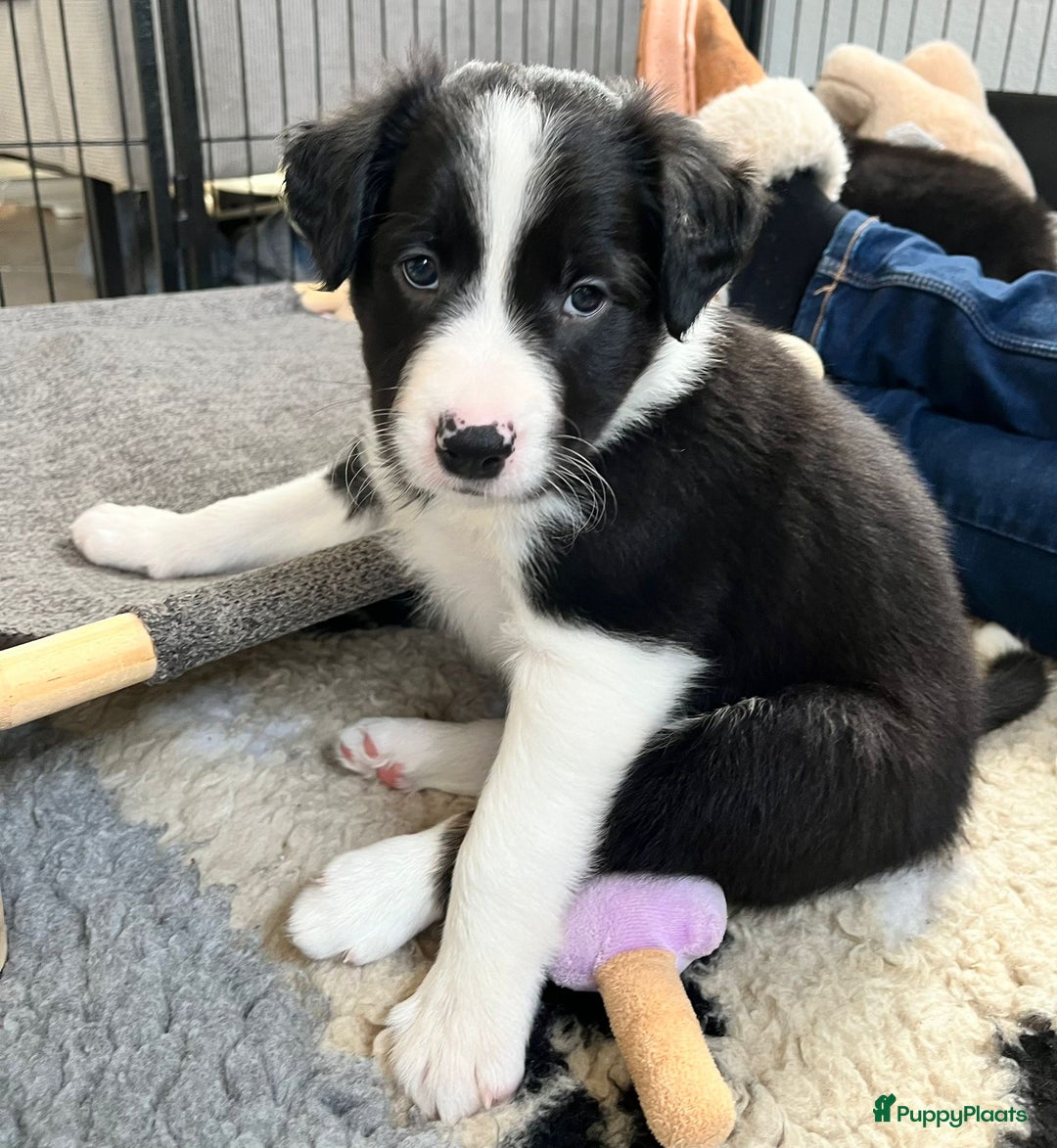 Border Collie honden te koop: Border Collie reutje zoekt liefdevol huisje - Advertentie 3