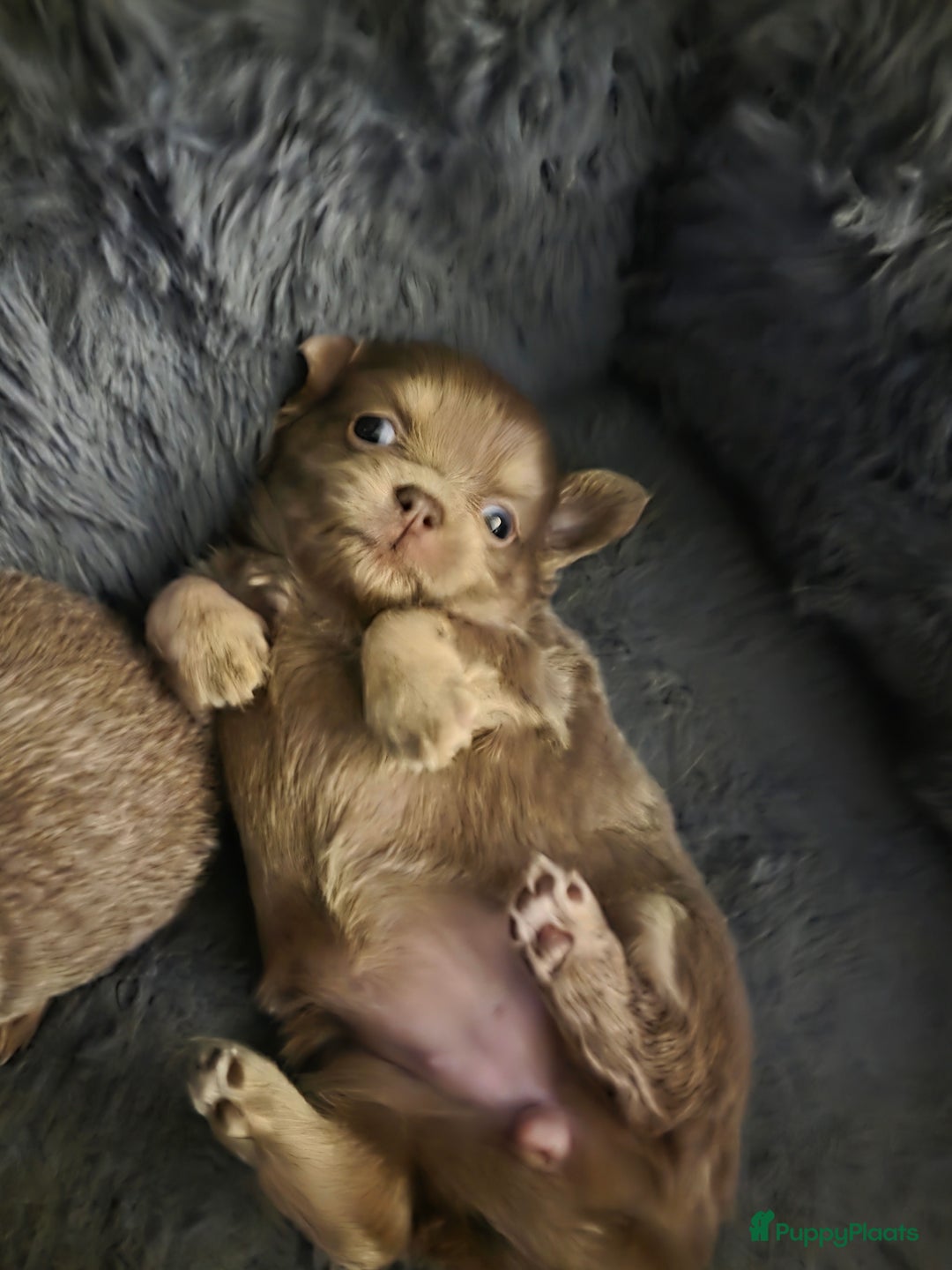 Chihuahua honden te koop: 2 mooie chihuahua pups geboren  - Advertentie 6