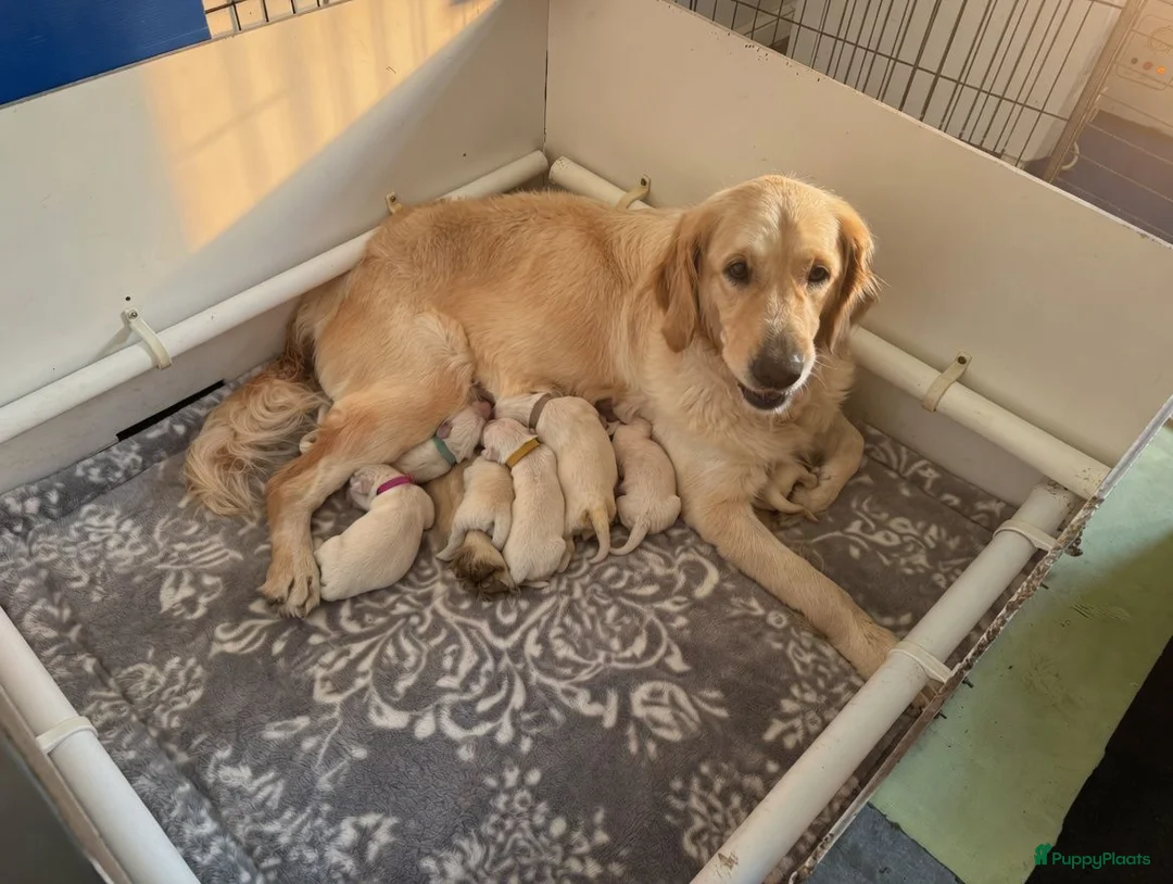 Golden Retriever honden te koop: Golden Retriever pups - Advertentie 4