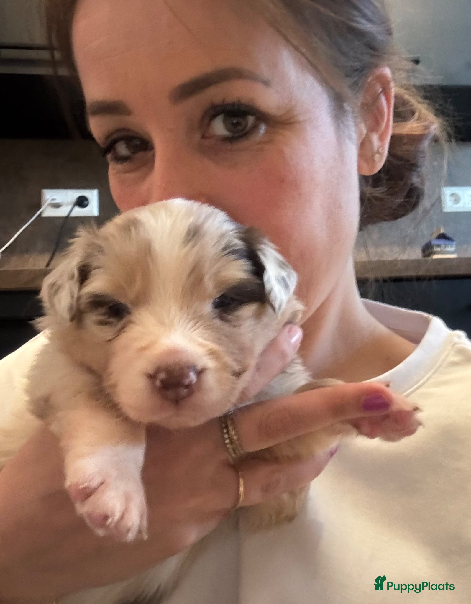 Australian Shepherd honden Australische herder pups van 17-3. 2 teven te koop - Advertentie 2