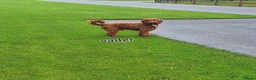 Kruising honden te koop: Prachtige mini/medium Australian labradoodle pups - Advertentie 13