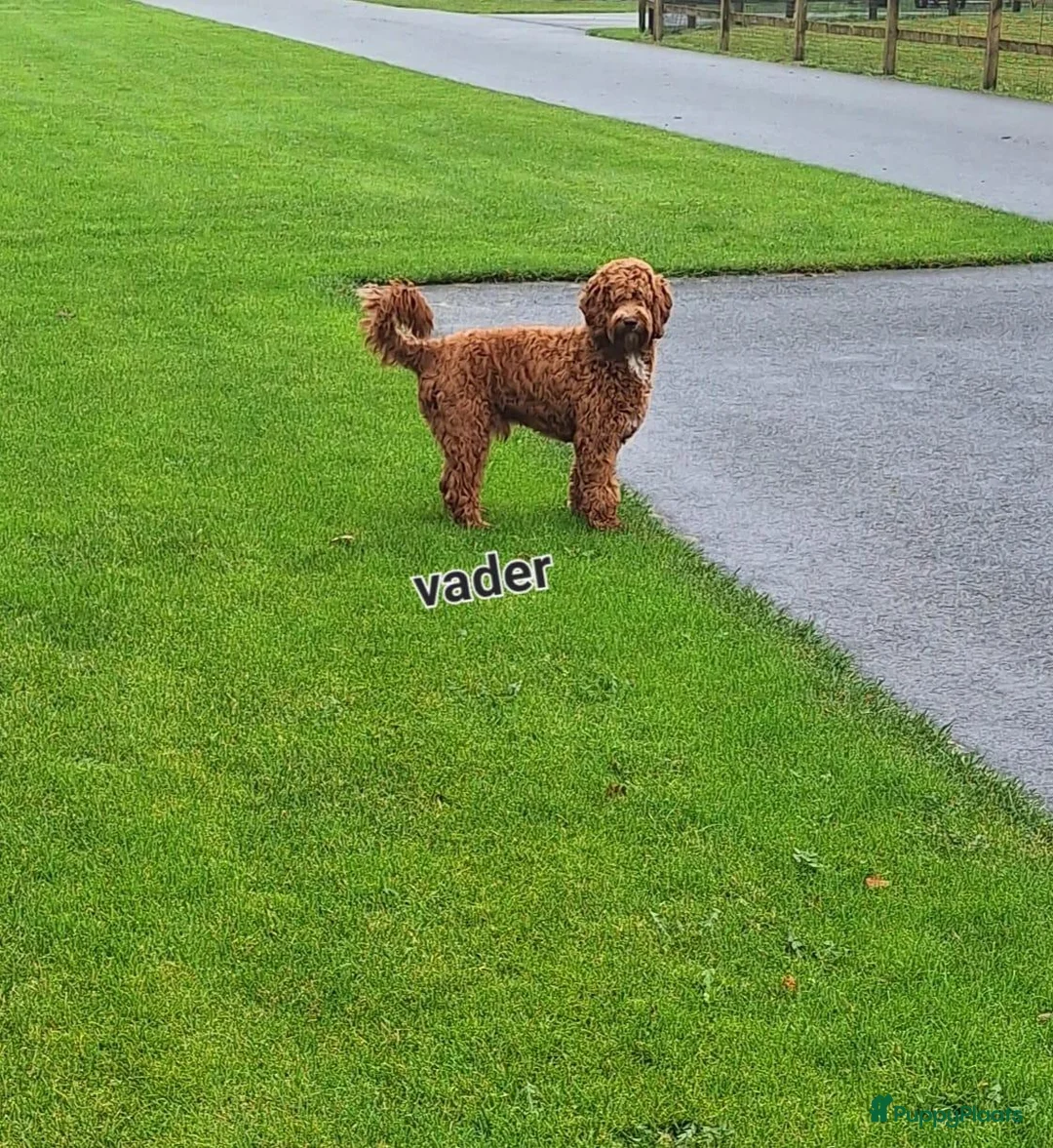 Kruising honden te koop: Prachtige mini/medium Australian labradoodle pups - Advertentie 13
