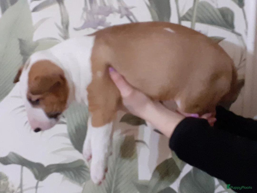 Bull Terriër honden te koop: deze 4 kanjers zijn op zoek naar gouden mandje - Advertentie 12