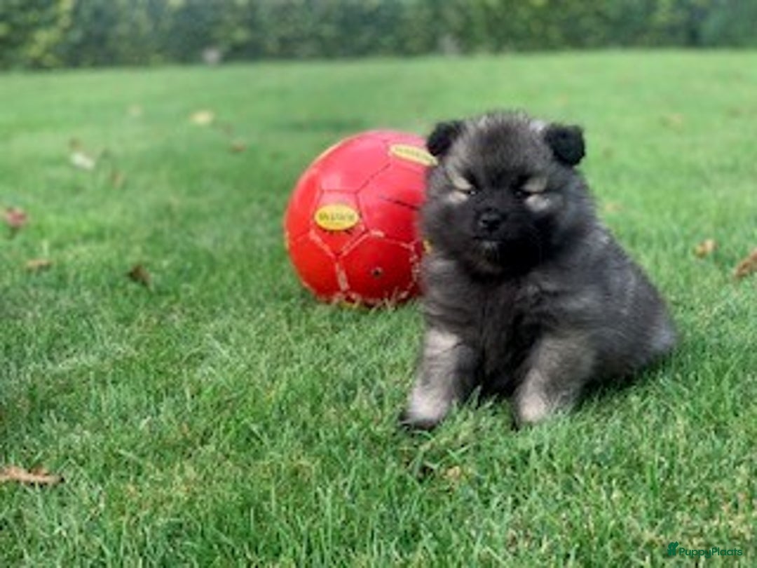 Keeshond honden te koop: Wolfsgrijze keeshond pups - Advertentie 4