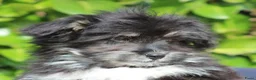 Kruising honden te koop: Lieve Kruising Maltezer pup. - Advertentie 4