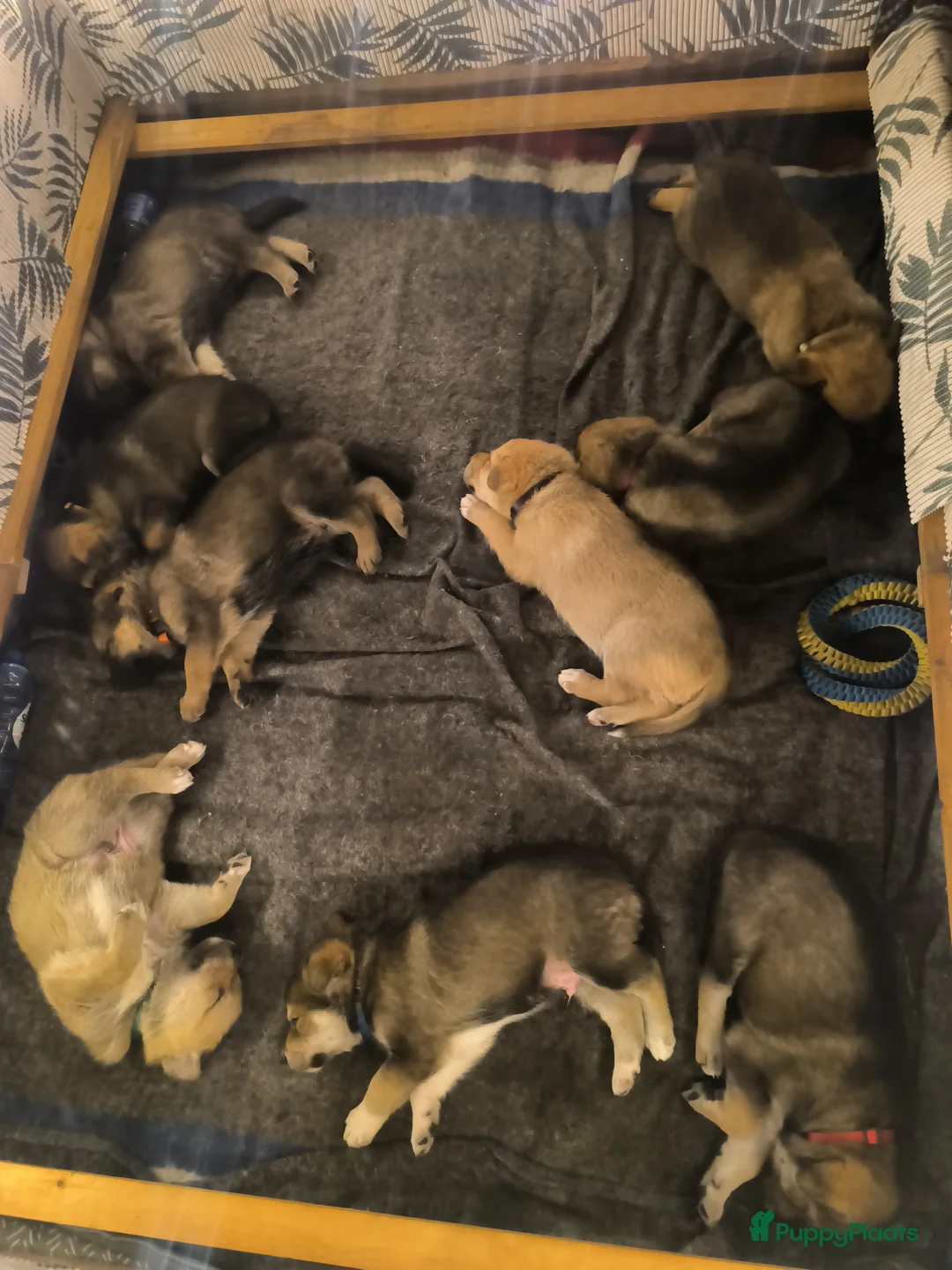 Kruising honden te koop: Tsjechoslowaakse wolfhond x Podenco-Mechel pups - Advertentie 13