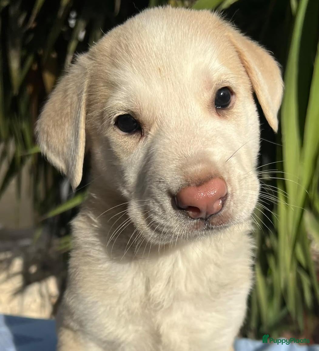 Kruising honden juno zoekt een baasje een warm mandje  - Advertentie 3