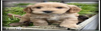 Cockapoo 2