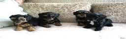 Kruising honden te koop: Maltipoo black & tan  een zwart met witte bles - Advertentie 19