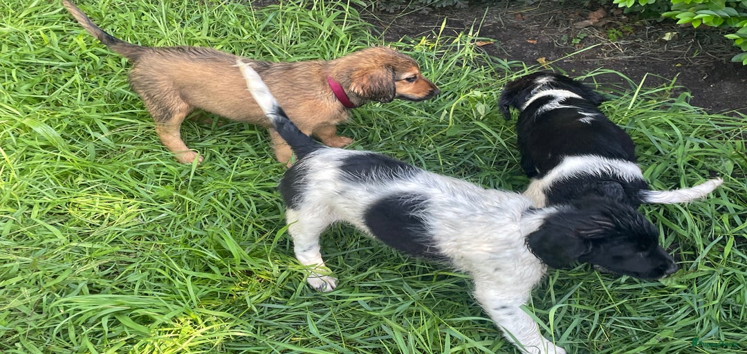 Galerij afbeelding {{count}}