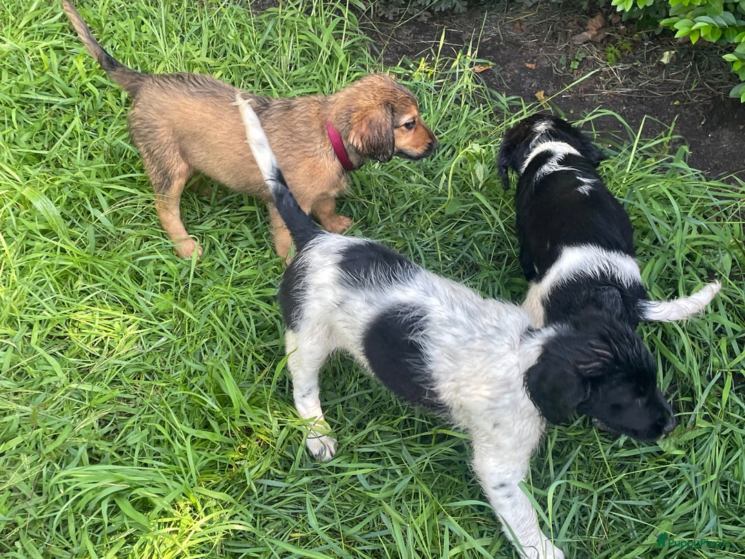 Galerij afbeelding {{count}}