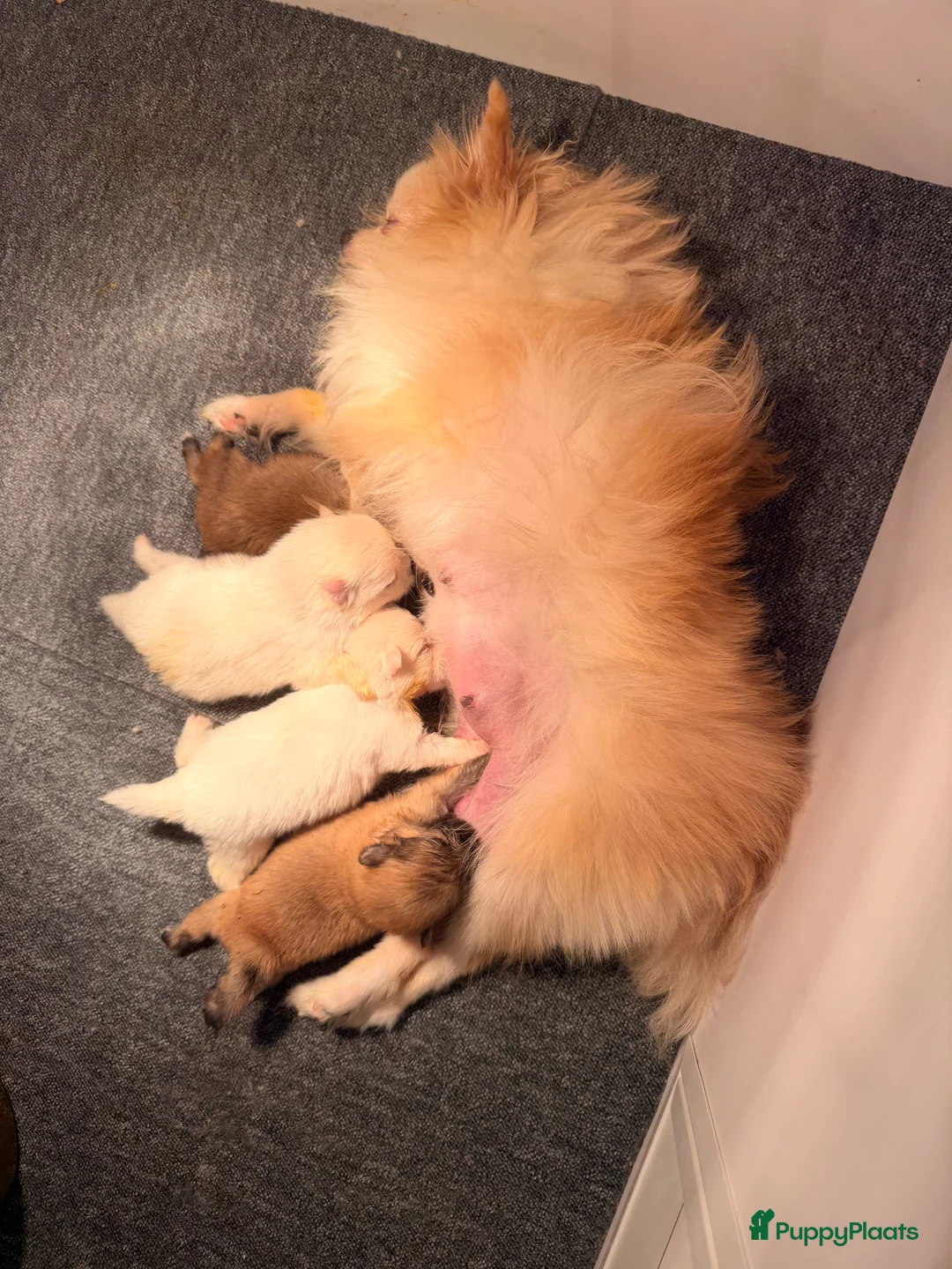 Pomeriaan honden te koop: Pomeriaan pups - Advertentie 15