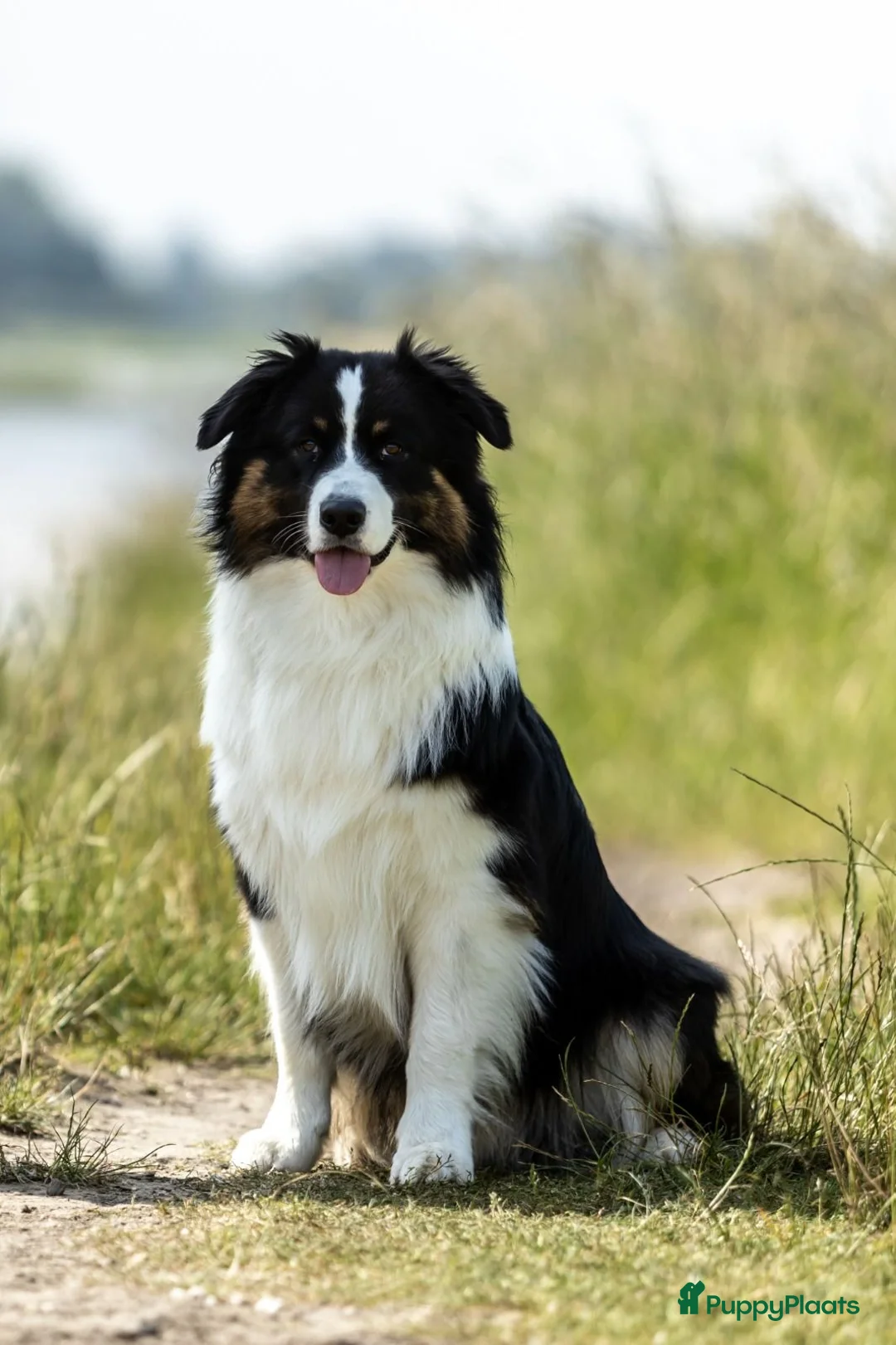 Australian Shepherd honden te koop: Australian Shepherd reutje met stamboom - Advertentie 11