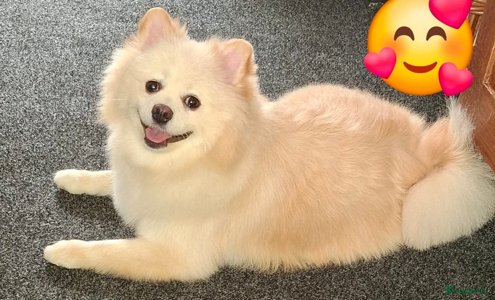 Pomeriaan honden 🐾 Onze Pomeranian Pomsky pups mogen verhuizen! 🏡 - Advertentie 1
