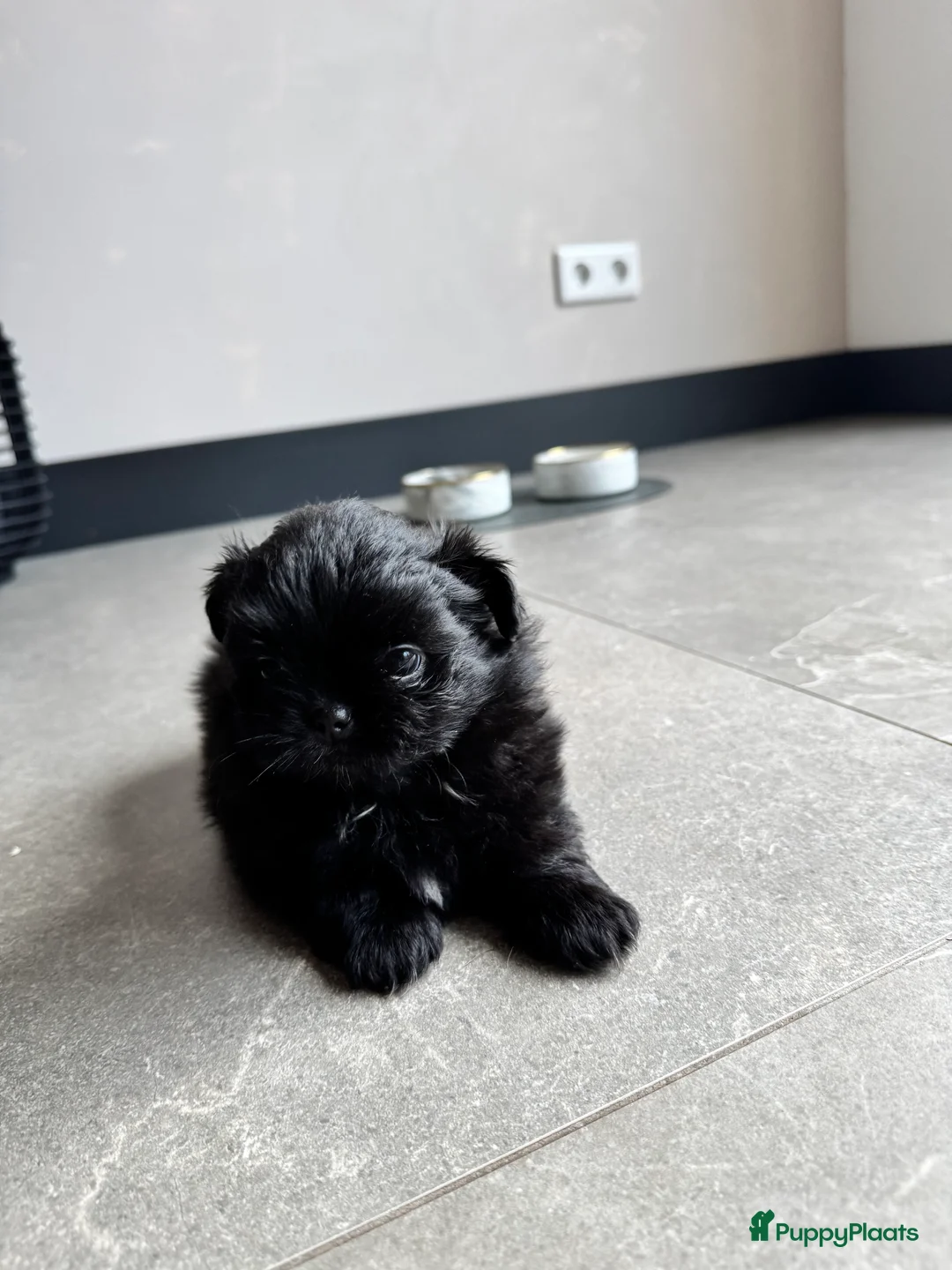 Kruising honden te koop: Mooie Shih tzu x pomeriaan pups in Zwolle - Advertentie 3