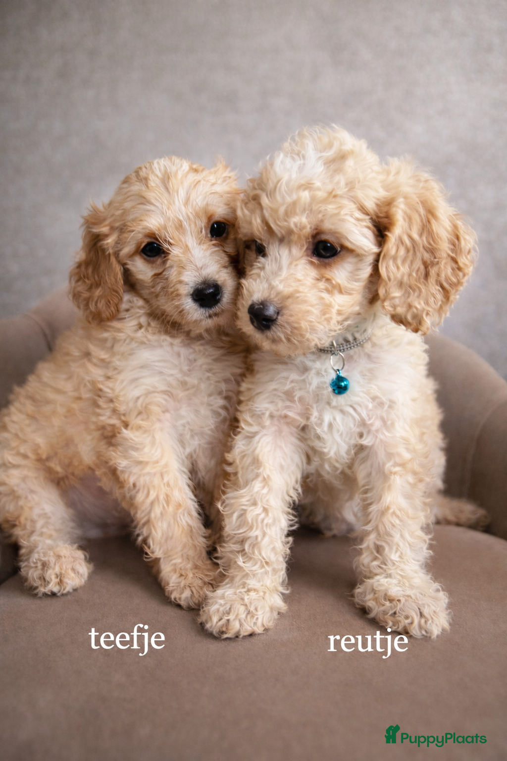 Maltipoo honden Maltipoo pups - Advertentie 3