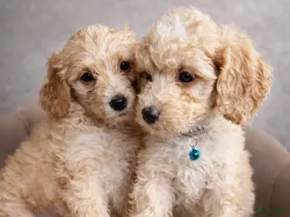 Maltipoo honden Maltipoo pups - Advertentie 3